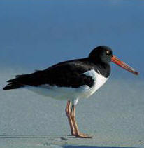 american-oyster-catcher