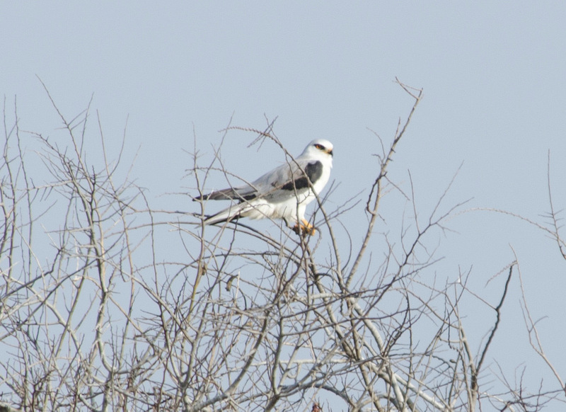 Kayak Birding Tour