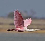 roseatte-spoonbill-in-flight